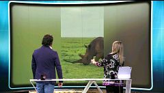 Filman a un rinoceronte con su cuerno intacto: los furtivos creen que el polvo de cuerno tiene propiedades afrodisíacas