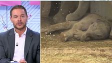 Madrid celebra el nacimiento de una cría de elefante de Sumatra, una especie en peligro de extinción