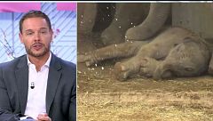Madrid celebra el nacimiento de una cría de elefante de Sumatra, una especie en peligro de extinción