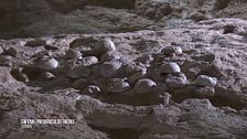 Analizan el mayor yacimiento de huevos de dinosaurio del planeta: algunos tienen 86 millones de años de antigüedad