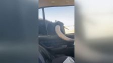 Un toro embiste un vehículo en Iriépal, Guadalajara