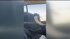 Un toro embiste un vehículo en Iriépal, Guadalajara
