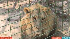 La Guardia Civil busca a un león en la Sierra de Toledo que fue avistado por un repartidor
