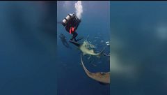La peligrosa moda de nadar con tiburones a cambio de likes: cada vez más influencers accidentados por esta actividad