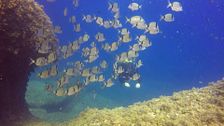 ‘Viajeros Cuatro’ se sumerge en las Islas Medes y descubre su paraíso submarino: anchoas, barracudas y meros de gran tamaño