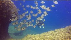 ‘Viajeros Cuatro’ se sumerge en las Islas Medes y descubre su paraíso submarino: anchoas, barracudas y meros de gran tamaño
