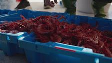 La joya gastronómica del mediterráneo: pesca, clasificación y subasta de la gamba roja de Palamós