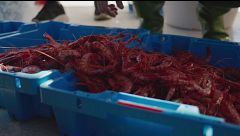La joya gastronómica del mediterráneo: pesca, clasificación y subasta de la gamba roja de Palamós