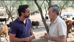 P40 - Al lado del sector primario en las zonas afectadas por el devastador incendio de Ávila