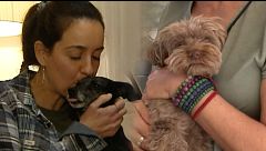 Las mascotas, de hacer compañía a ser tratados como hijos: "A veces hay una humanización excesiva"