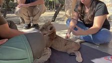 Grapas, la cría de león paralizada de cintura para abajo, comienza su rehabilitación en el Safari Aitana de Alicante
