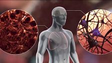 Unos investigadores españoles descubren cómo se podría extinguir el cáncer: "Hay una fase donde las células se apagan"