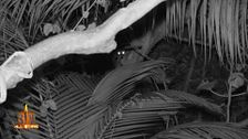 La fauna de Laguna Cacao se activa por la noche: "¿Habéis visto esas pedazo de ratas corriendo entre los concursantes?"