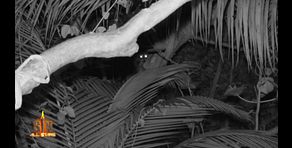 La fauna de Laguna Cacao se activa por la noche: "¿Habéis visto esas pedazo de ratas corriendo entre los concursantes?"