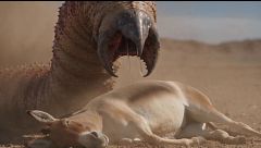 Mide más de un metro y se esconde bajo la arena del desierto: así es el Allghoi Khorhoi