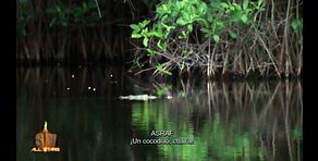 ¡Asraf y Yola Berrocal ven un cocodrilo a pocos metros mientras pescan! Y muy cerca de ‘Zona Luna’: "Increíble"