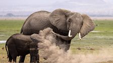 Los Nikon Comedy Wildlife Awards 2026 ya tiene finalistas: animales posan como modelos en un certamen que retrata lo salvaje a través del humor