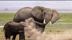 Los Nikon Comedy Wildlife Awards 2026 ya tiene finalistas: animales posan como modelos en un certamen que retrata lo salvaje a través del humor