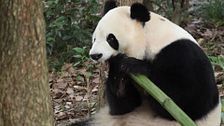 Ping Ping y Fu Shwongh, los osos que China ha prestado a EEUU: en qué consiste la conocida 'diplomacia de los pandas'
