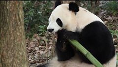 Ping Ping y Fu Shwongh, los osos que China ha prestado a EEUU: en qué consiste la conocida 'diplomacia de los pandas'