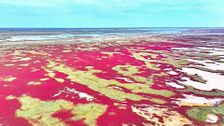 La ‘alfombra roja’ del Río Amarillo, en China: una planta lo tiñe todos los otoños