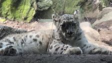 El leopardo de las nieves que han enternecido a Carmen e Iker: “Qué cosa más bonita”