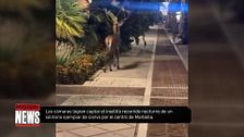 Un ciervo aparece por las calles de Marbella e Iker Jiménez advierte: “Un ciervo cabreado ojito”