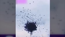 Una mancha negra de pájaros alerta a los hondureños: "Piensan que es el fin del mundo"