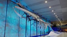 La exposición en el aeropuerto de Shanghái del esqueleto de ballena más grande del mundo