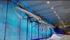 La exposición en el aeropuerto de Shanghái del esqueleto de ballena más grande del mundo