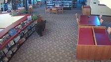 Un oso entra en una biblioteca de Mammoth, California y se da un paseo antes de su apertura