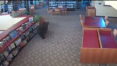 Un oso entra en una biblioteca de Mammoth, California y se da un paseo antes de su apertura