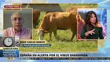 Alerta en España por el virus Shamonda: "No hay que alarmarse"