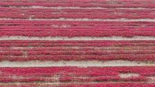 La curiosa playa roja de China que es un fenómeno natural único en el mundo
