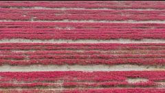 La curiosa playa roja de China que es un fenómeno natural único en el mundo