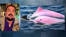 Ver para creer: una turista filma delfines completamente rosas en Tailandia (y son reales)
