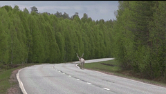 El proyecto de Google que pretendía ser la mayor inversión hasta la fecha en Europa, paralizado en Finlandia tras la tala ilegal y masiva de 250.00 árboles