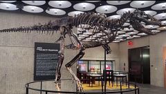 Venden por 47 millones de dólares el fósil de un dinosaurio parecido a un T-Rex en miniatura