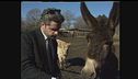 LUCCI: Fattoria degli animali