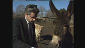 LUCCI: Fattoria degli animali