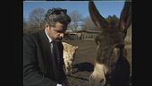 LUCCI: Fattoria degli animali