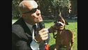 BERRY: Pitbull da combattimento