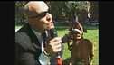 BERRY: Pitbull da combattimento