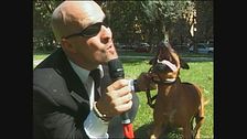 BERRY: Pitbull da combattimento