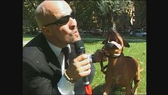 BERRY: Pitbull da combattimento