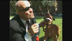 BERRY: Pitbull da combattimento