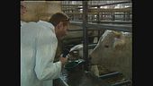 SORTINO: La mucca pazza