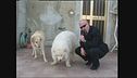 BERRY: Aggiornamento sui cani rumorosi
