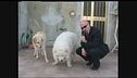 BERRY: Aggiornamento sui cani rumorosi