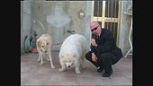 BERRY: Aggiornamento sui cani rumorosi